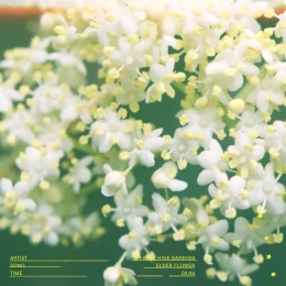 Album Cover: Elderflower by Official Hige Dandism